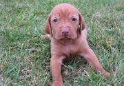 UKC Vizsla Puppies for Sale