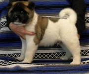 Akita Puppies available