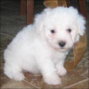 Quality Bichon Frise Puppies