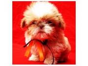 Shih Tzu Puppies for sale