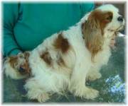 kc Registered Cavalier King Charles Spaniel