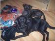 pure black 2 year old lab in need of loving home£60 ono.....