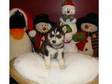 christmass , cute siberian husky puppy for adroable home.....