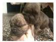 British bulldog puppies. 4 stunning british bulldog....