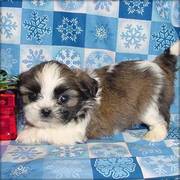 Shih Tzu Puppies for sweet homes