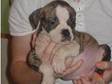 Old Tyme Bulldog Pups Ready Now £500. 5 generation....