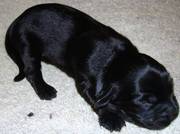 Working Cocker Spaniel puppies - ready 04 Feb 2010