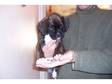 ***Boxer Puppy***