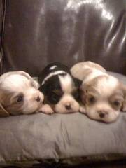 cavalier king charles puppys