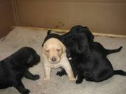 PROVEN Labrador for stud,  KC Reg - Drakeshead Lines