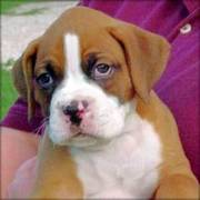 Boxer Puppies