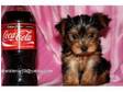 Tiny yorkie pups available