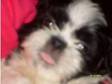 shih tzu pups ready for christmas. shih tzu pups 2 male....