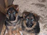 German Shepherd Puppies