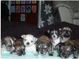 Pedigree (RARE BLUE) Long Haired Chihuahua's.