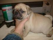 QUALITY PUG PUPPIES FOR XMAS(mathboateng@yahoo.com)