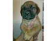 Bordeaux X Mastiff Puppies. A superb litter of....