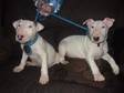 ENGLISH BULLTERRIER PUPS READY NOW English bullterrier....