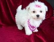 Teacup Maltese Puppy