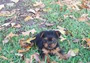 Cute Yorkshire Terrier Puppies For sale