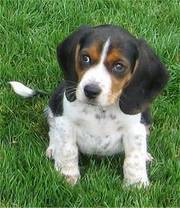 lovely Beagle puppies for good and lovely home