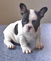 French Bulldog puppies for caring home