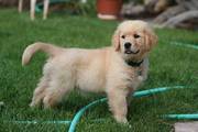 Golden Retriever puppies for sale