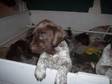 German Short-Haired Pointer puppies for sale. 4 bitches, ....