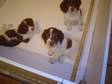 Springer Spaniel Puppies LiverWhiteKc reistered Ft Champions