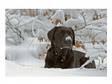 chocolate labrador pup