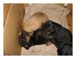 Patterdale x jack puppies. Patterdale cross jack russell....