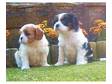 cavalier king charles puppie's