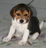 10weeks Beagle Puppy for lovely home