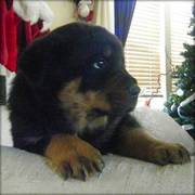 Healthy Rottweiler Puppies For Good Homes