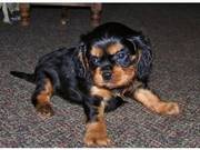 Adorable Healthy Tricolor Male and Female Cavalier puppies available