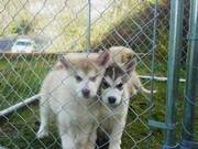 Alaskan Malamutes puppies ready to go now