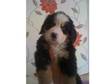 bernese mountain dog puppys. hi i have two bernese....