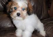 Eleven Weeks Old Female Havanese Puppy