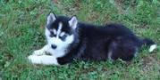 Alaskan Malamute puppies for sale