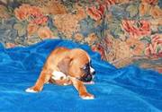 Boxer puppies for sale