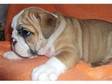 Great English bulldog pupies for sale. GREAT ENGLISH....