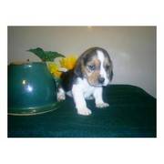 Beagle puppies for sale