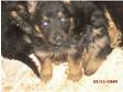 german sheperd puppies