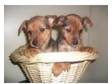 friendly 8 1/2 wks old yorkie x jack russell puppies has....