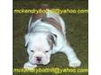 English Bulldog Puppies. please contact us directly....