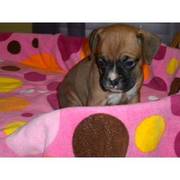 Boxer puppies for sale