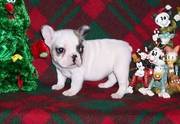 Cute French Bulldog Puppies For Loving And Caring Homes