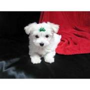 maltese puppies(contact us kimasin@live.com)