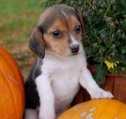 Gorgeous Beagle Puppies For Lovely Homes