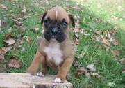 Boxer Puppies For Beautiful Homes